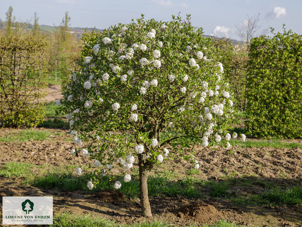 Viburnum burkwoodii