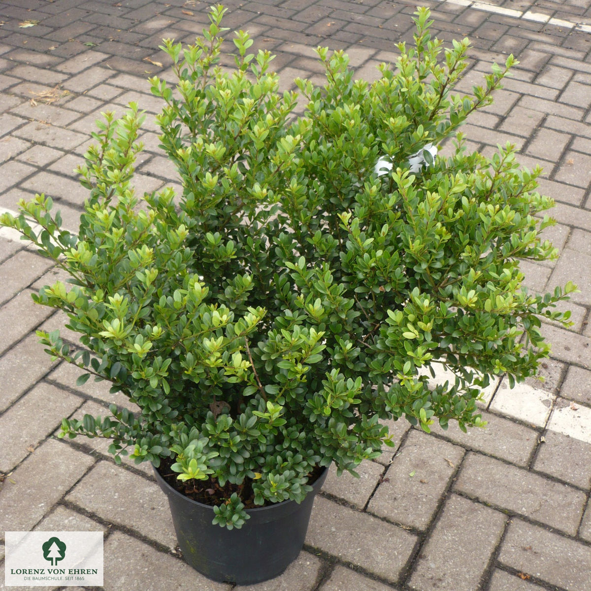 Ilex crenata 'Dark Green'