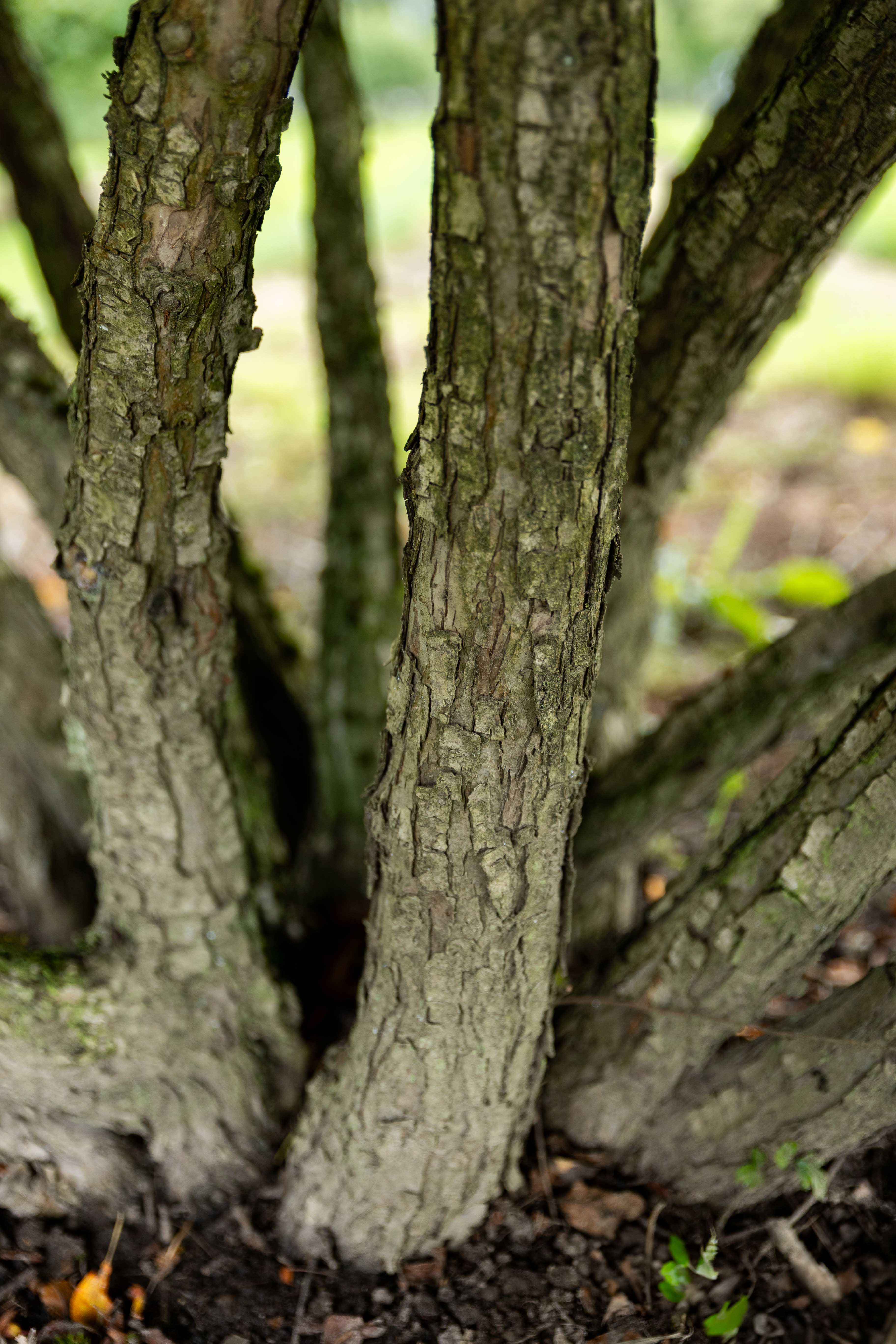 Malus toringo sargentii 'Eskilstuna' Unikat