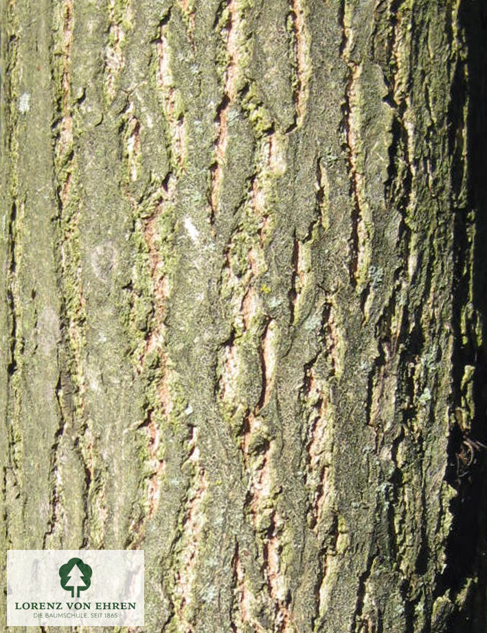 Juglans cinerea