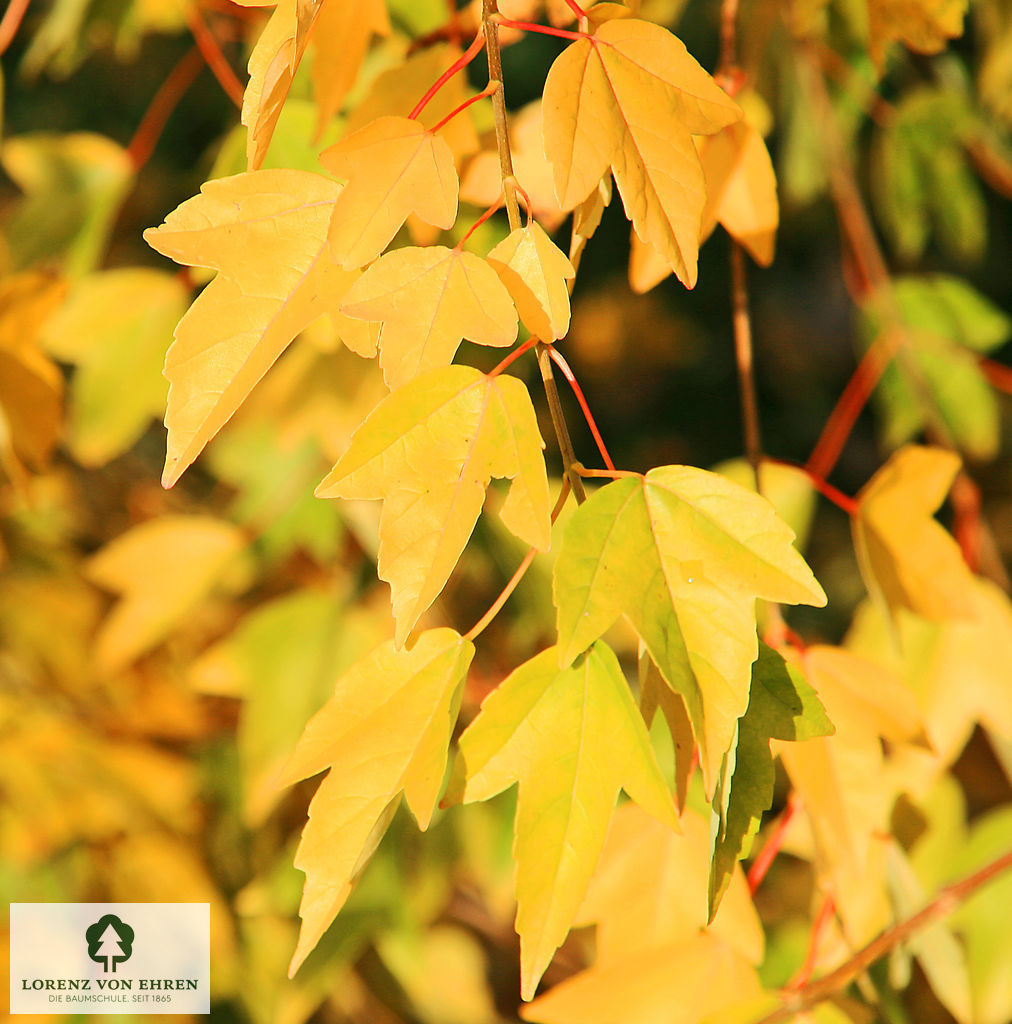 Acer buergerianum