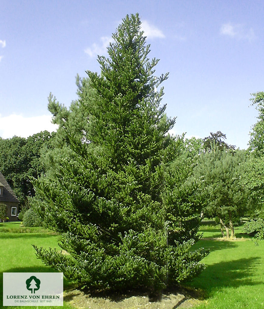 Abies koreana Sämling