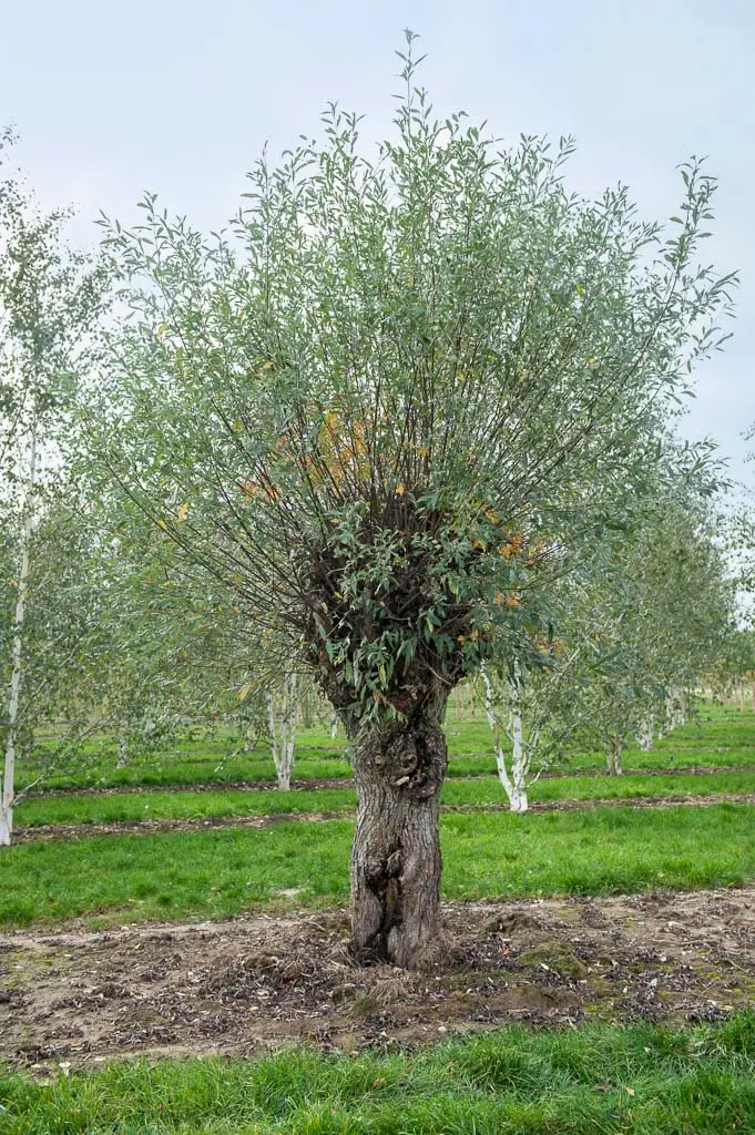 Salix alba Unikat