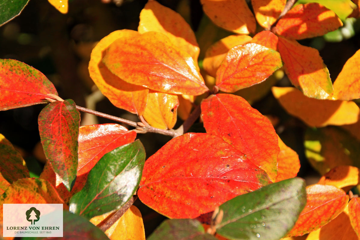 Viburnum burkwoodii