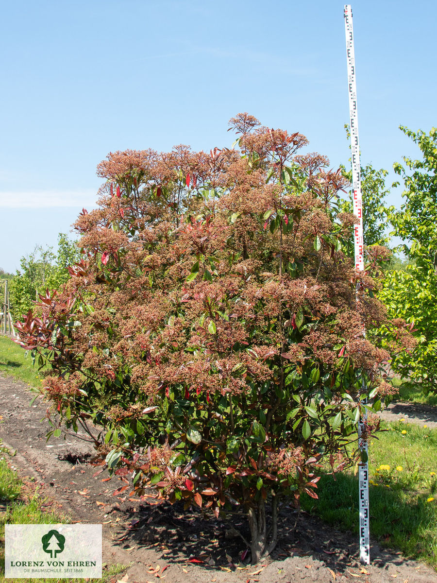 Photinia fraseri 'Red Robin'