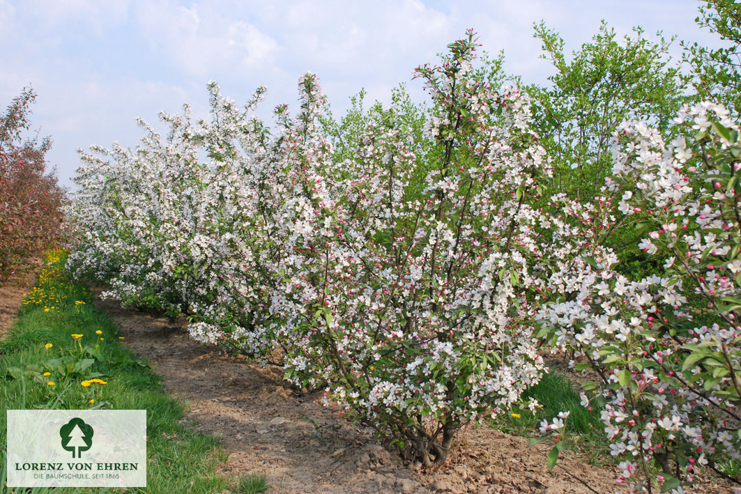 Malus 'Bob White'