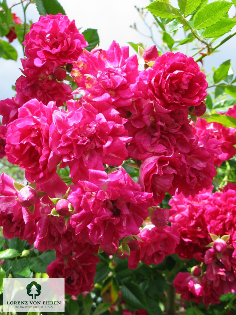 Rosa 'Super Excelsa'