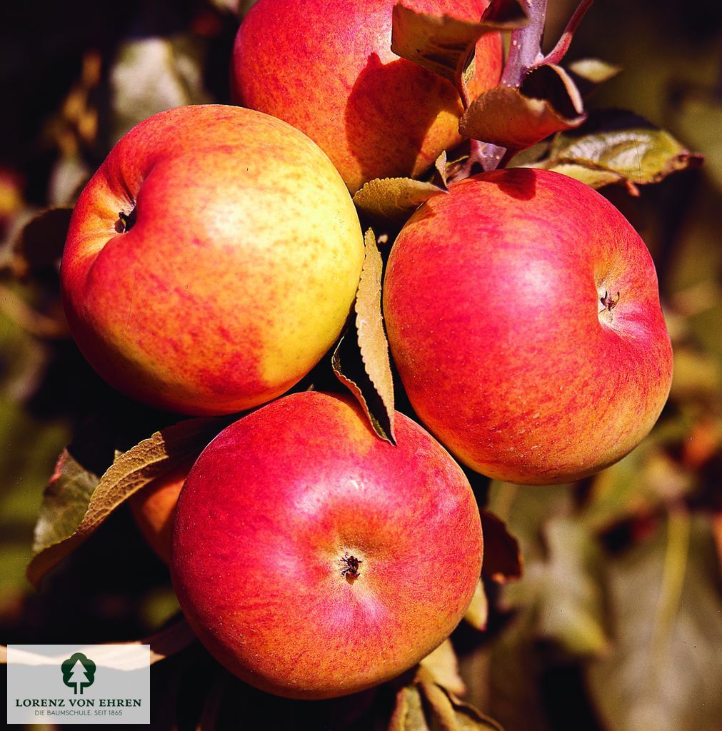 Malus domestica 'Goldrenette Freiherr Von Berlepsch'