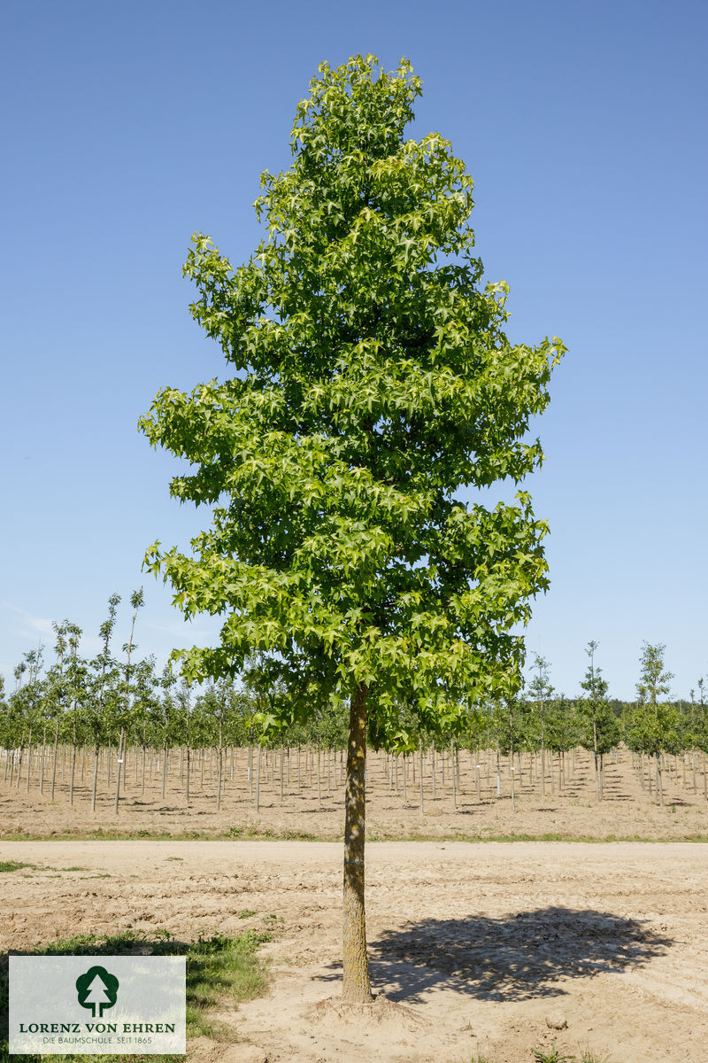 Liquidambar styraciflua 'Moraine'