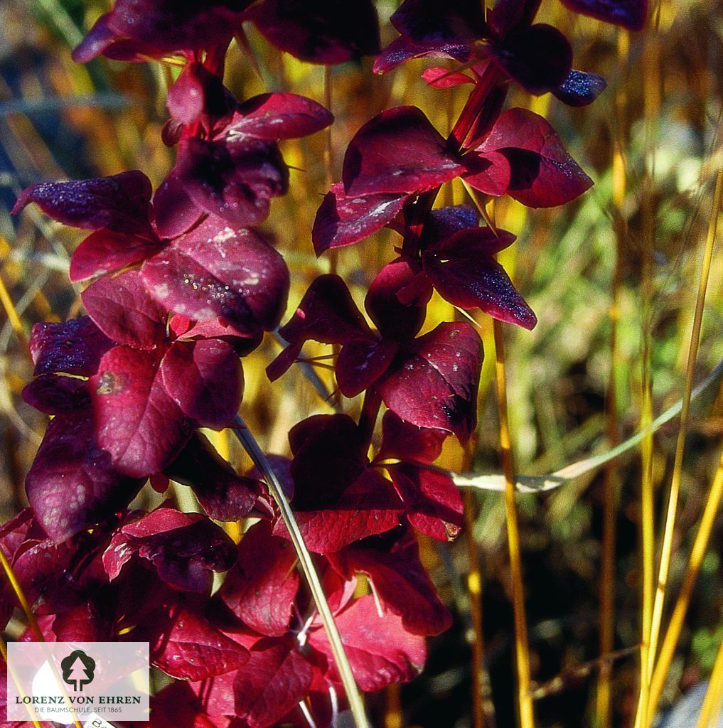 Berberis ottawensis 'Auricoma'