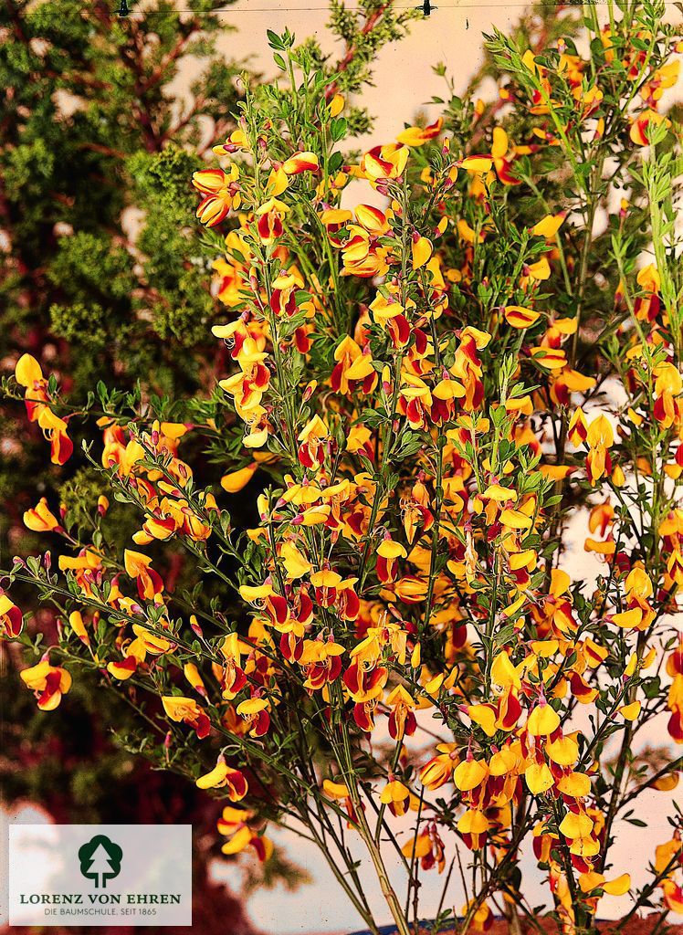 Cytisus scoparius 'Andreanus Splendens'