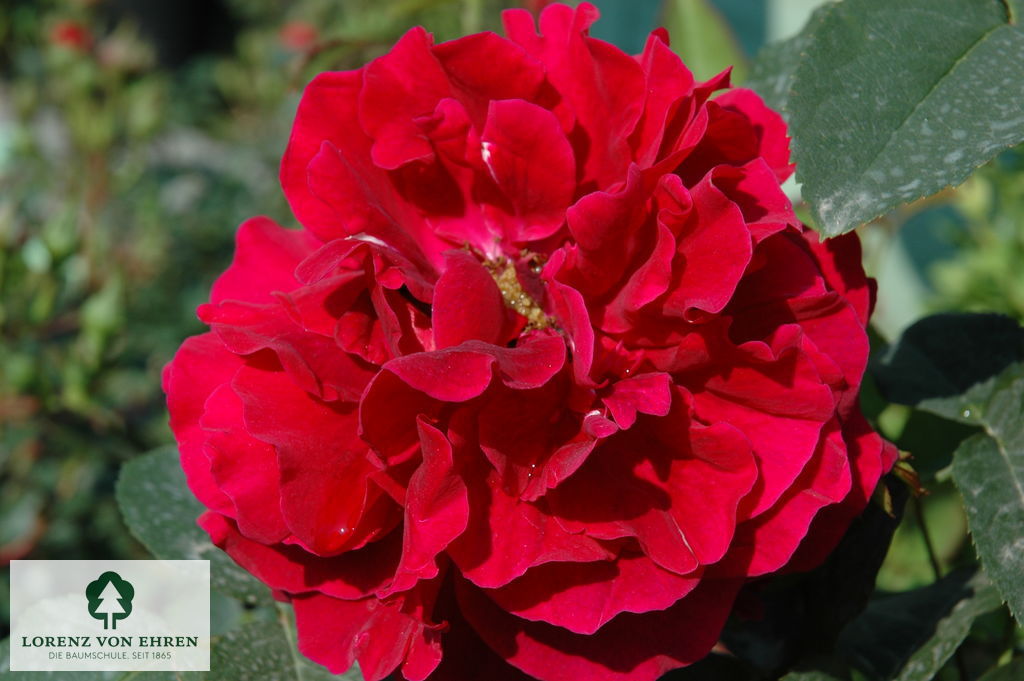 Rosa 'L.D.Braithwaite'