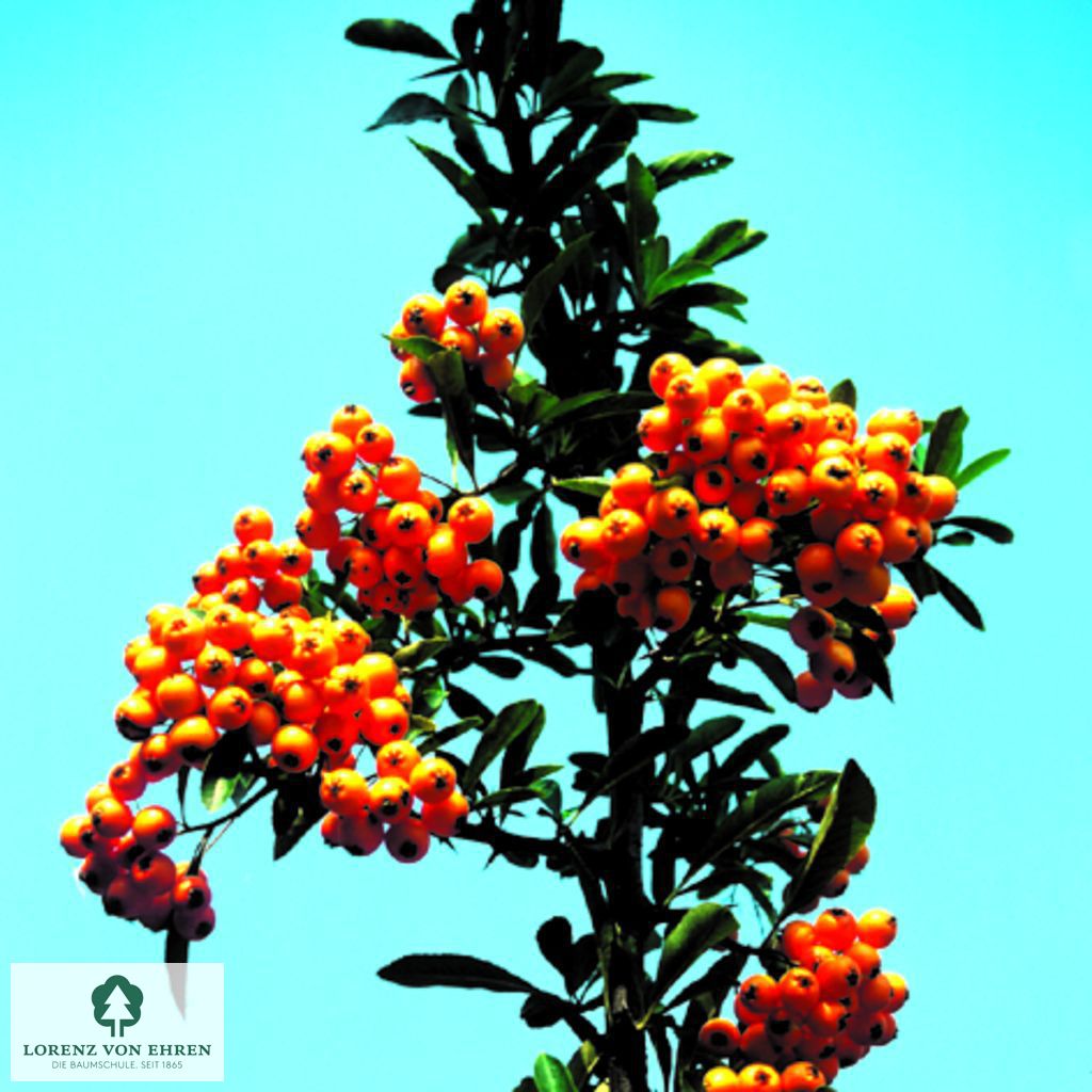 Pyracantha coccinea 'Orange Glow'