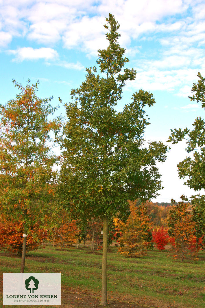 Quercus hispanica 'Wageningen'