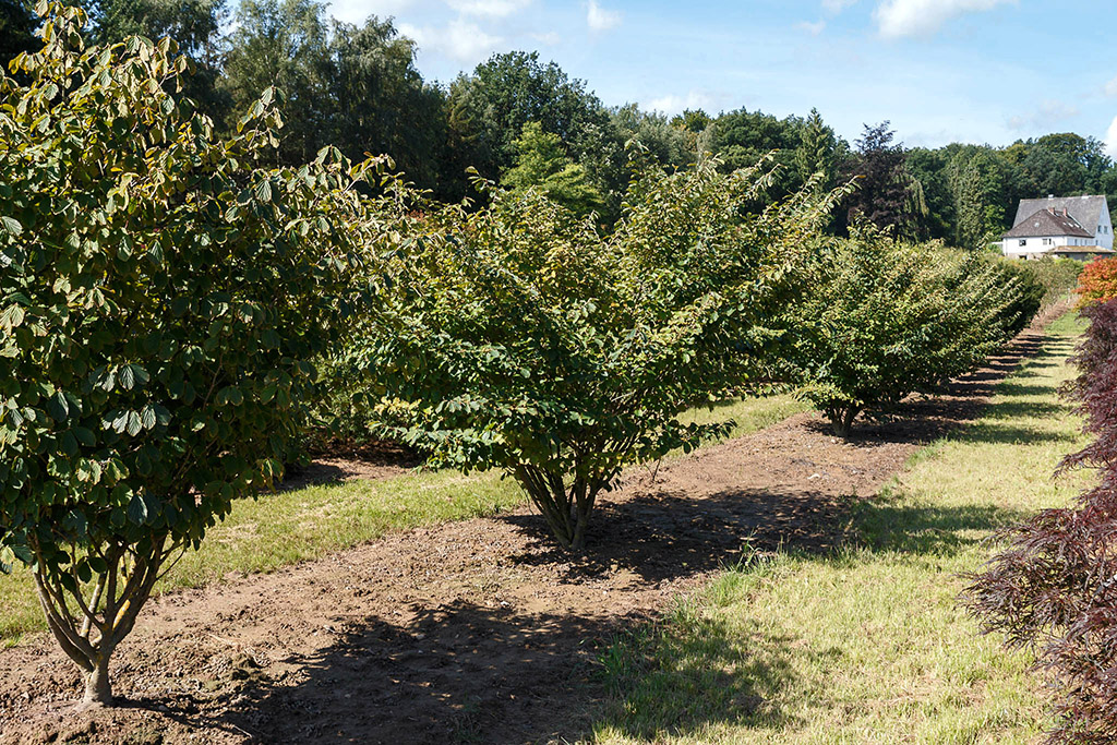Sommer Hamamelis intermedia Arnold Promise Sträucher von Zaubernuss im Sommer