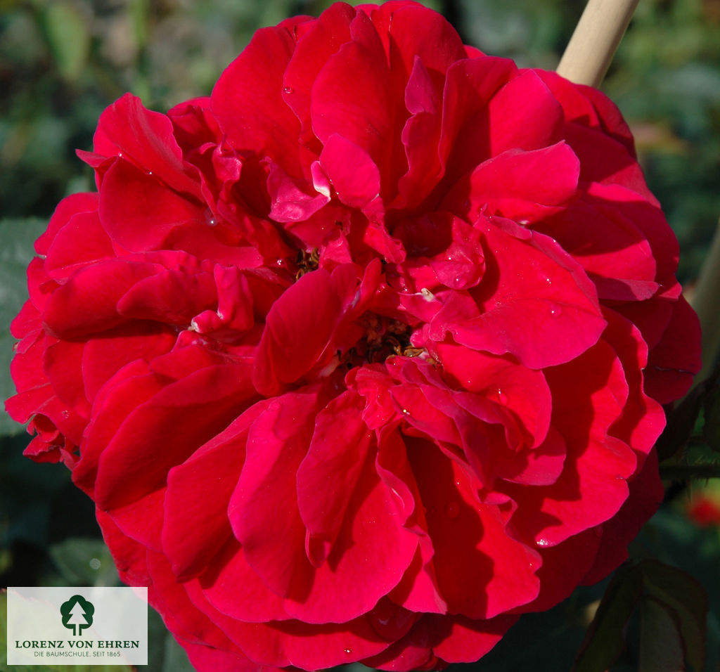 Rosa 'L.D.Braithwaite'