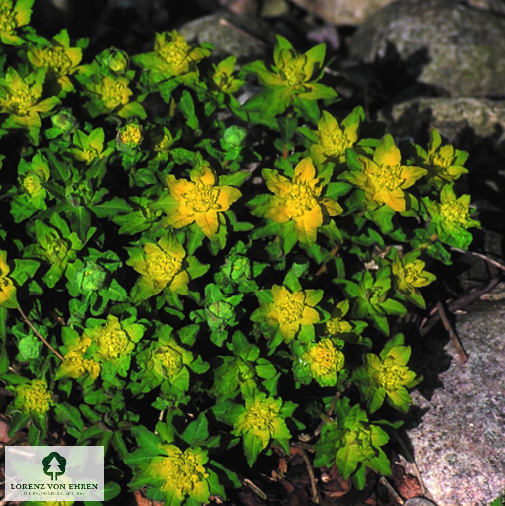 Euphorbia epithymoides
