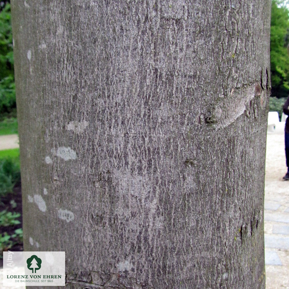 Acer saccharinum 'Pyramidale'