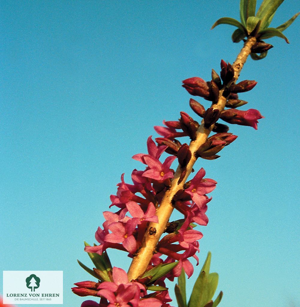 Daphne mezereum 'Rubra Select'