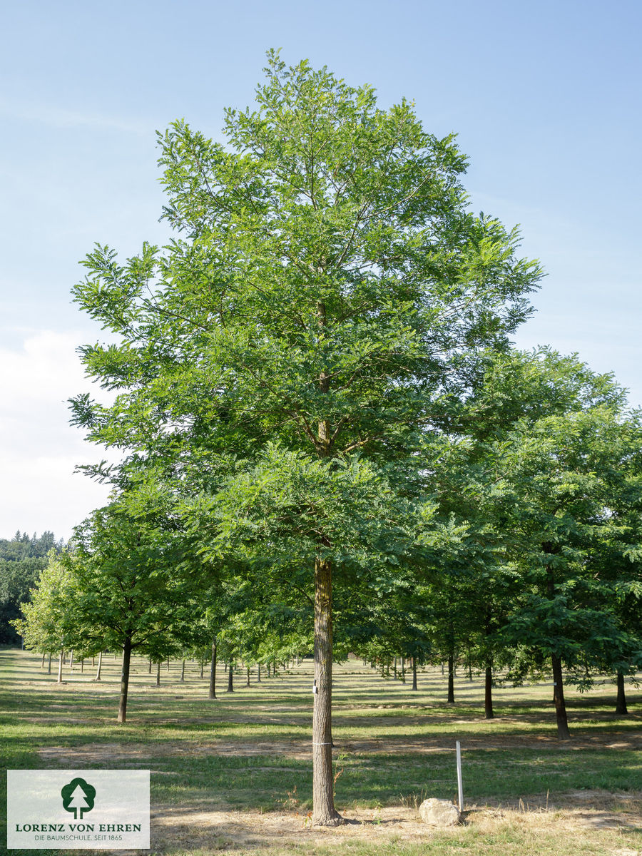 Robinia pseudoacacia 'Bessoniana'