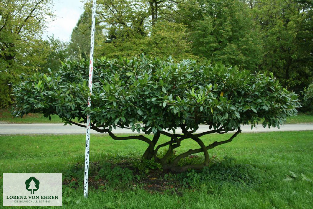 Prunus laurocerasus 'Cherry Brandy'