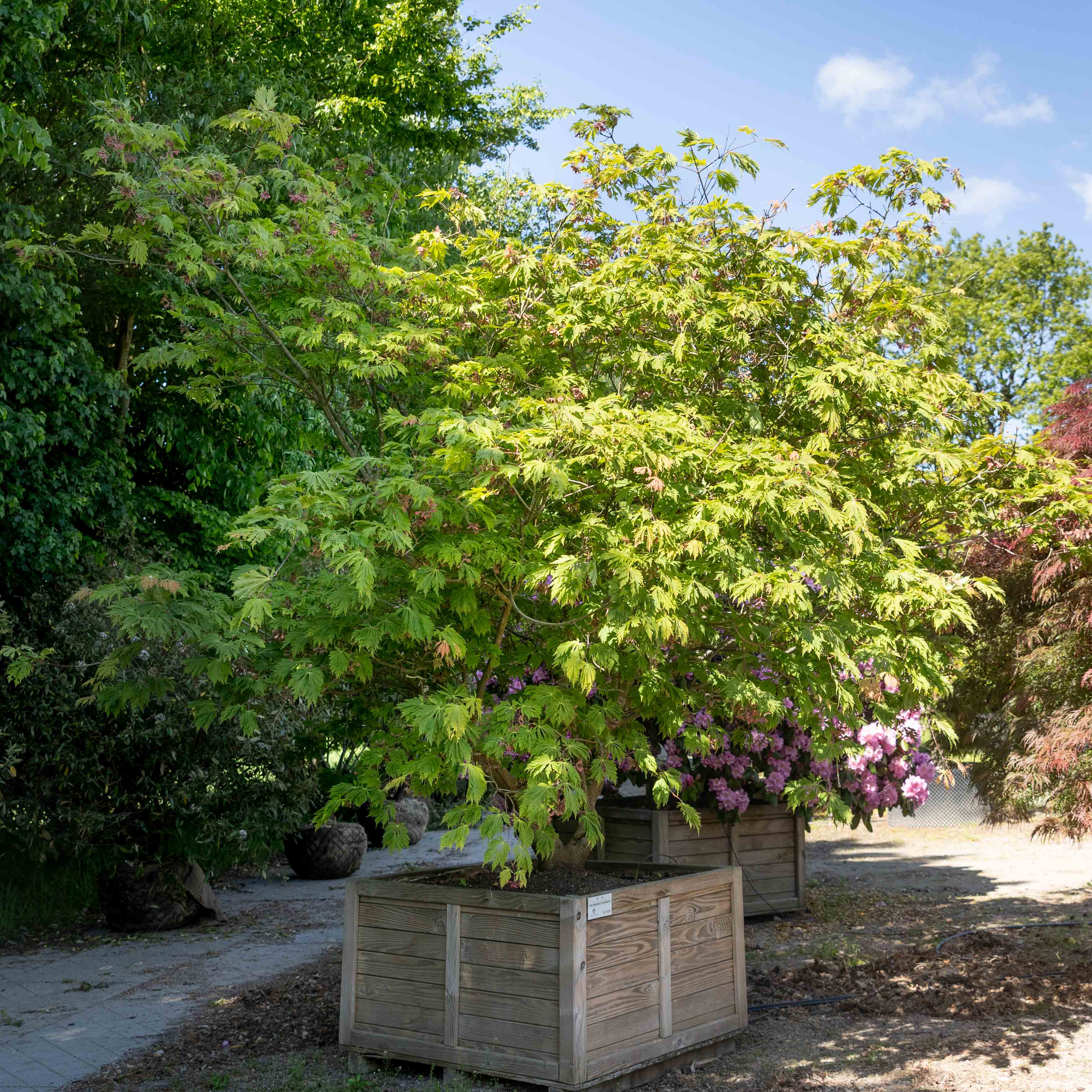 Acer japonicum 'Aconitifolium' VJ