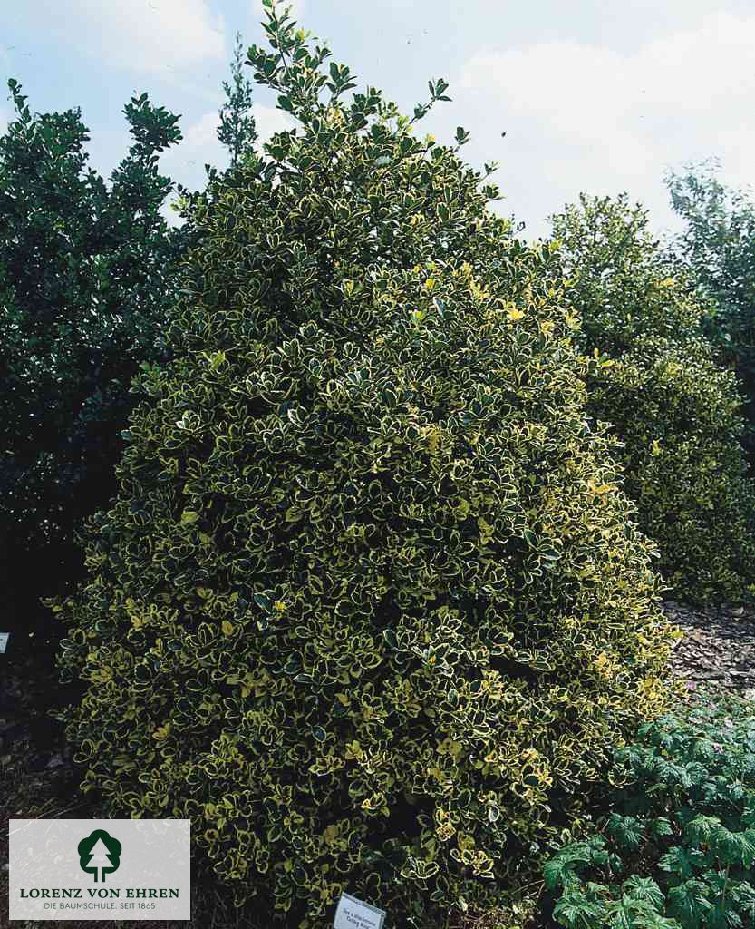 Ilex altaclerensis 'Golden King'