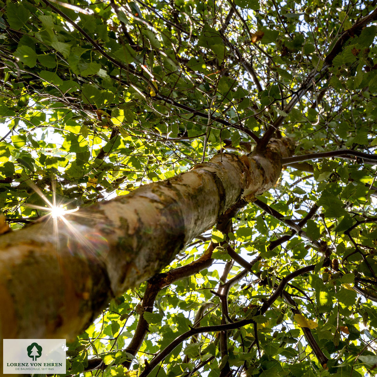 Betula pendula 'Youngii'