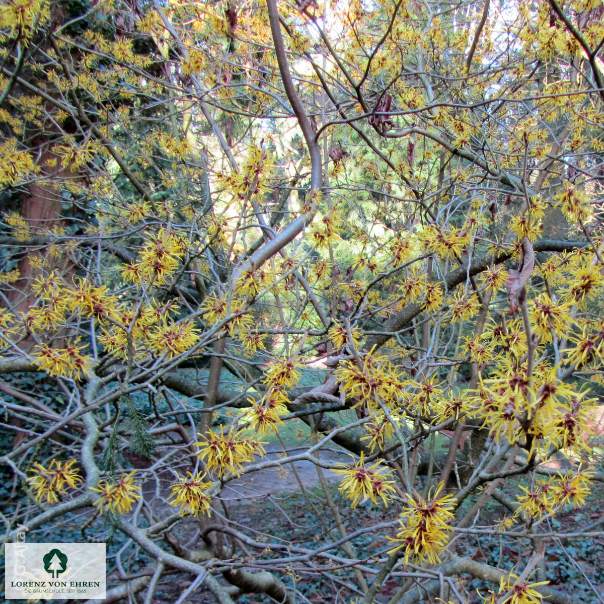 Hamamelis mollis