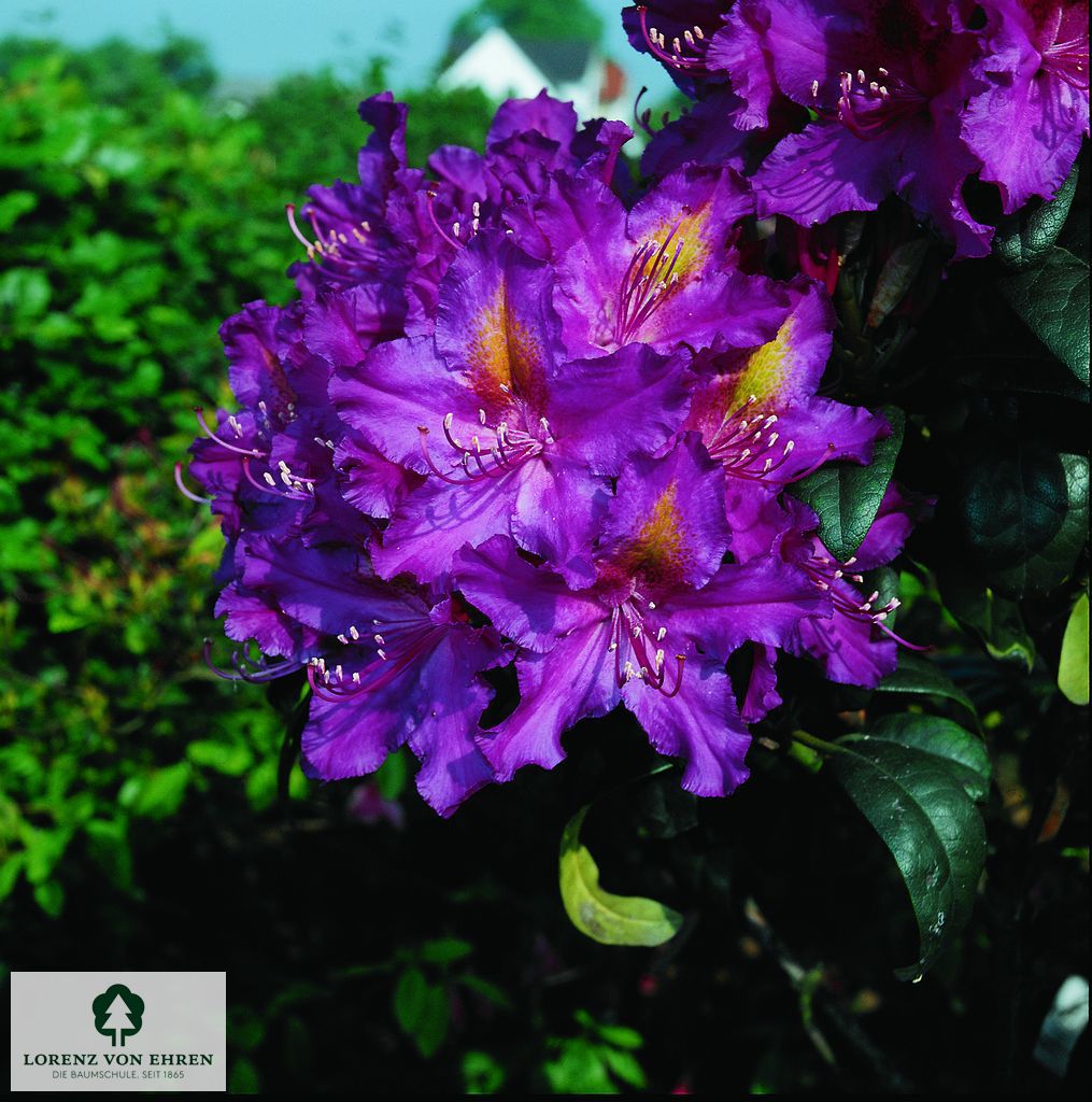 Rhododendron Hybride 'Libretto'