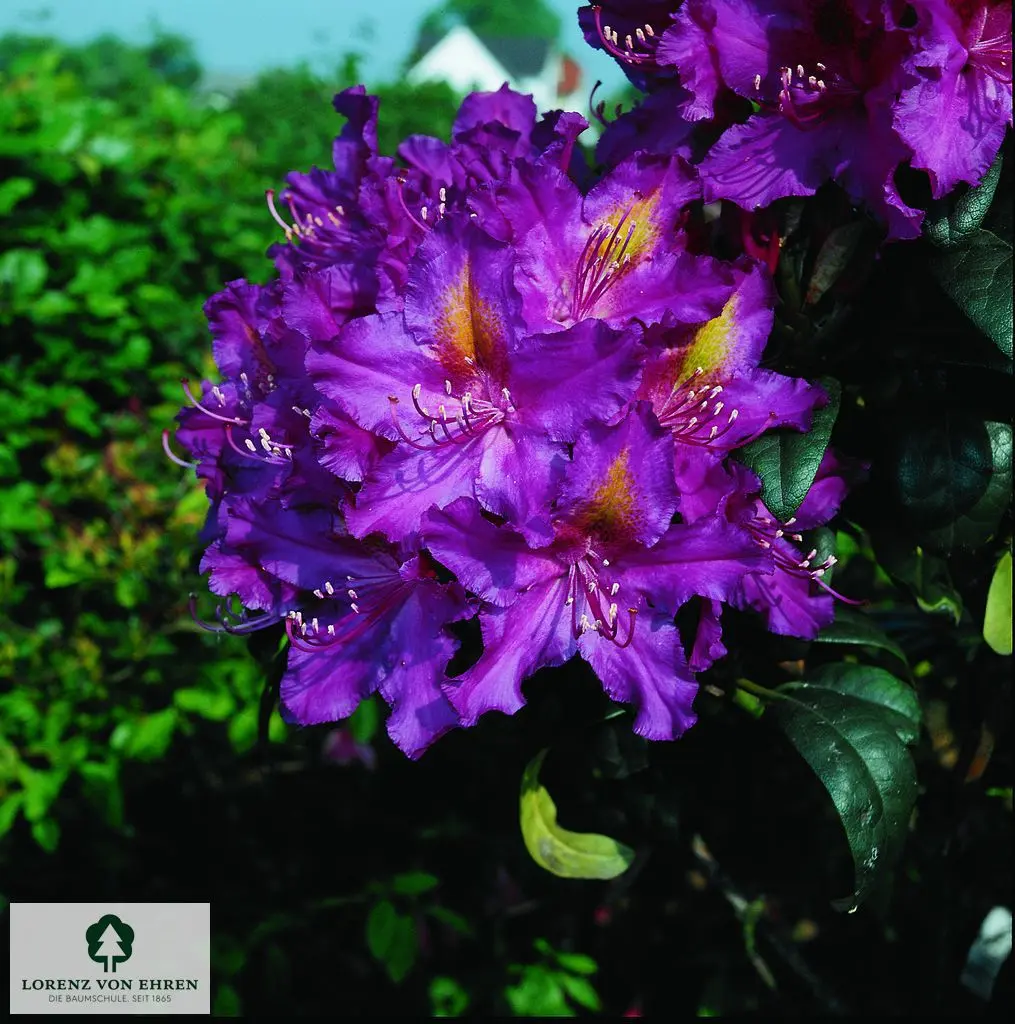 Rhododendron Hybride 'Libretto'