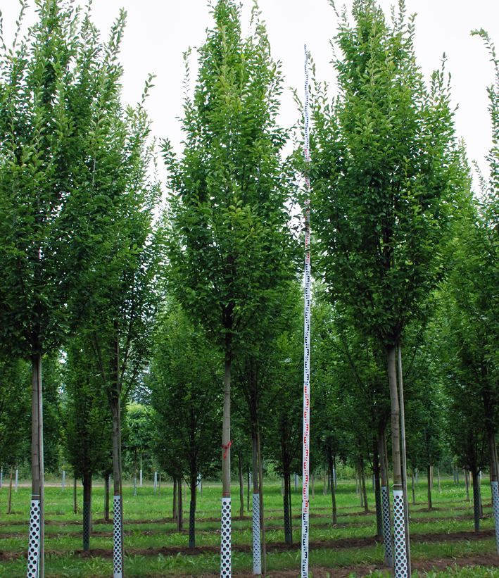 Quartier Carpinus betulus 'Frans Fontaine' Junge schmale Bäume nebeneinander