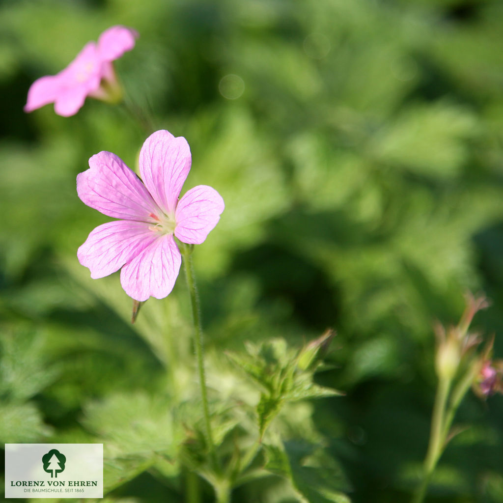 Geranium endressii