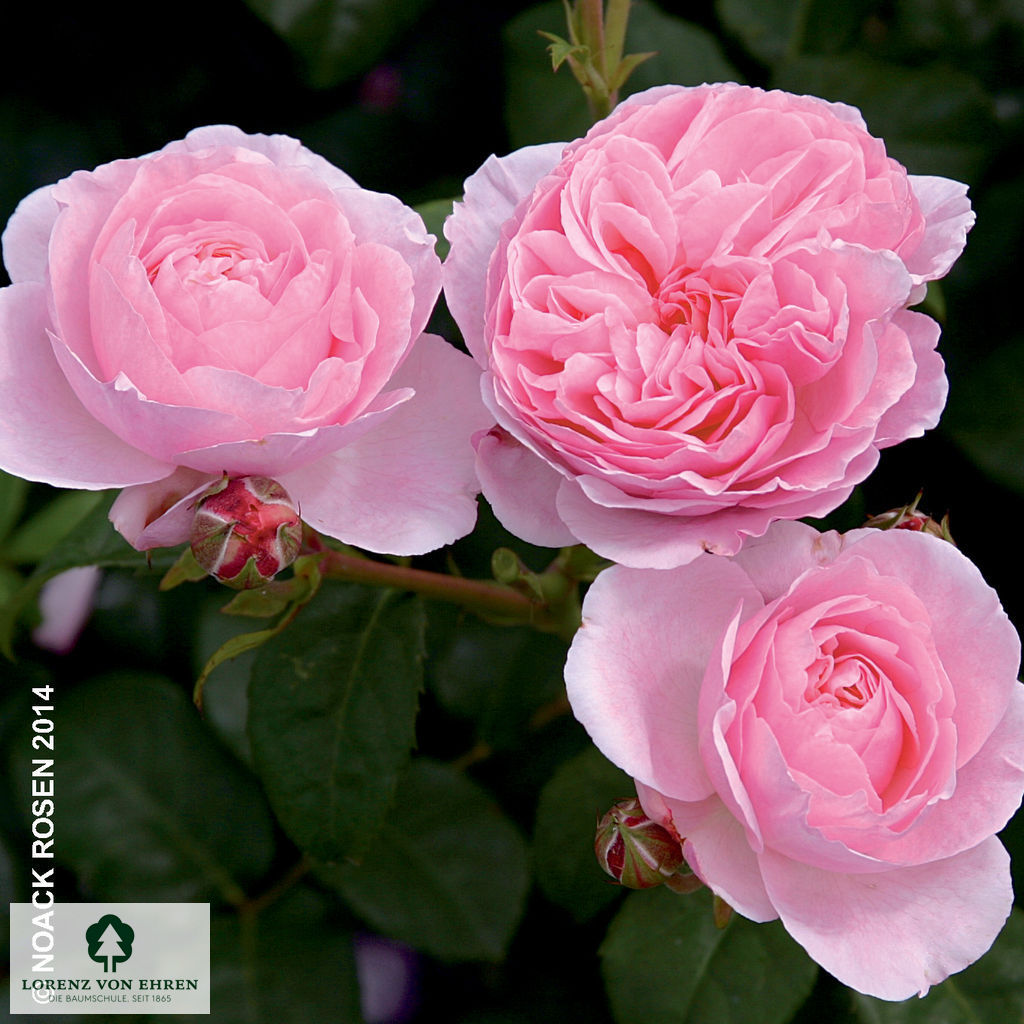 Rosa 'Flashlight'