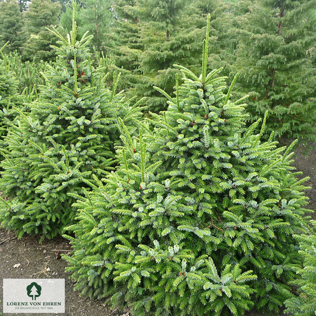 Picea omorika 'Nana'