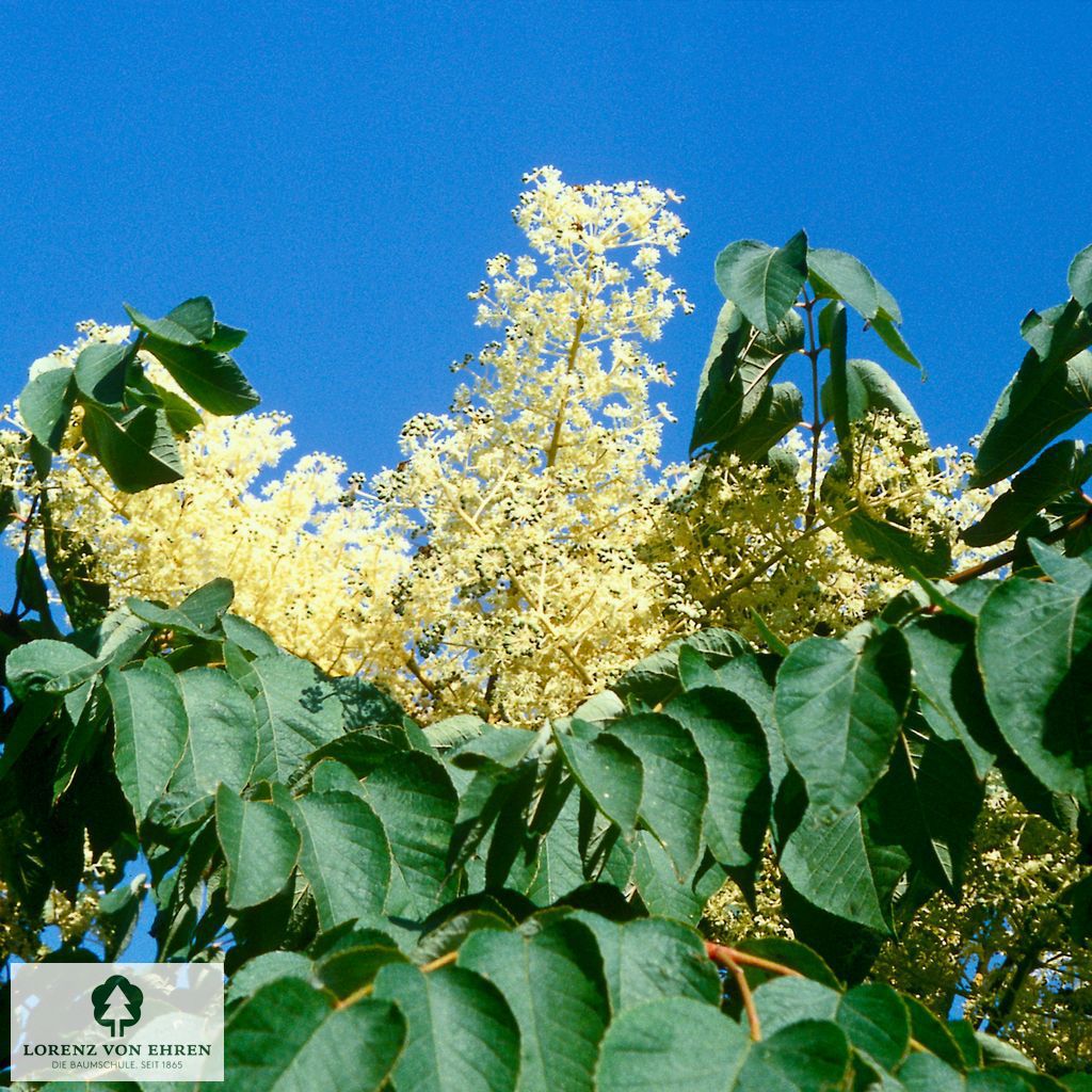 Aralia elata