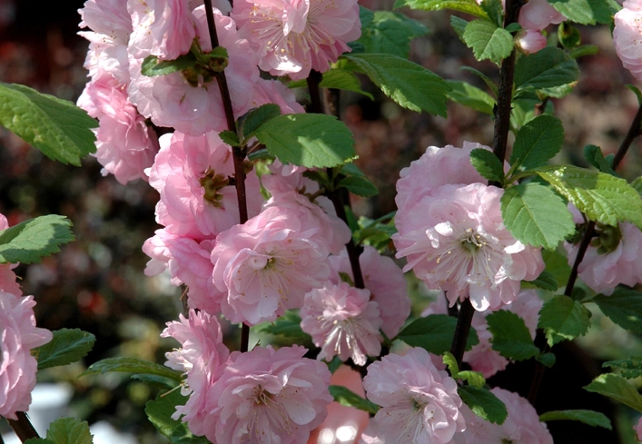 Rosa Blüte des Mandelbäumchens