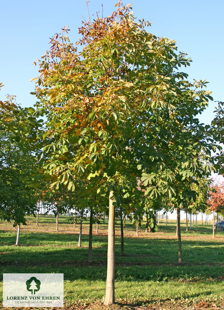 Aesculus hippocastanum