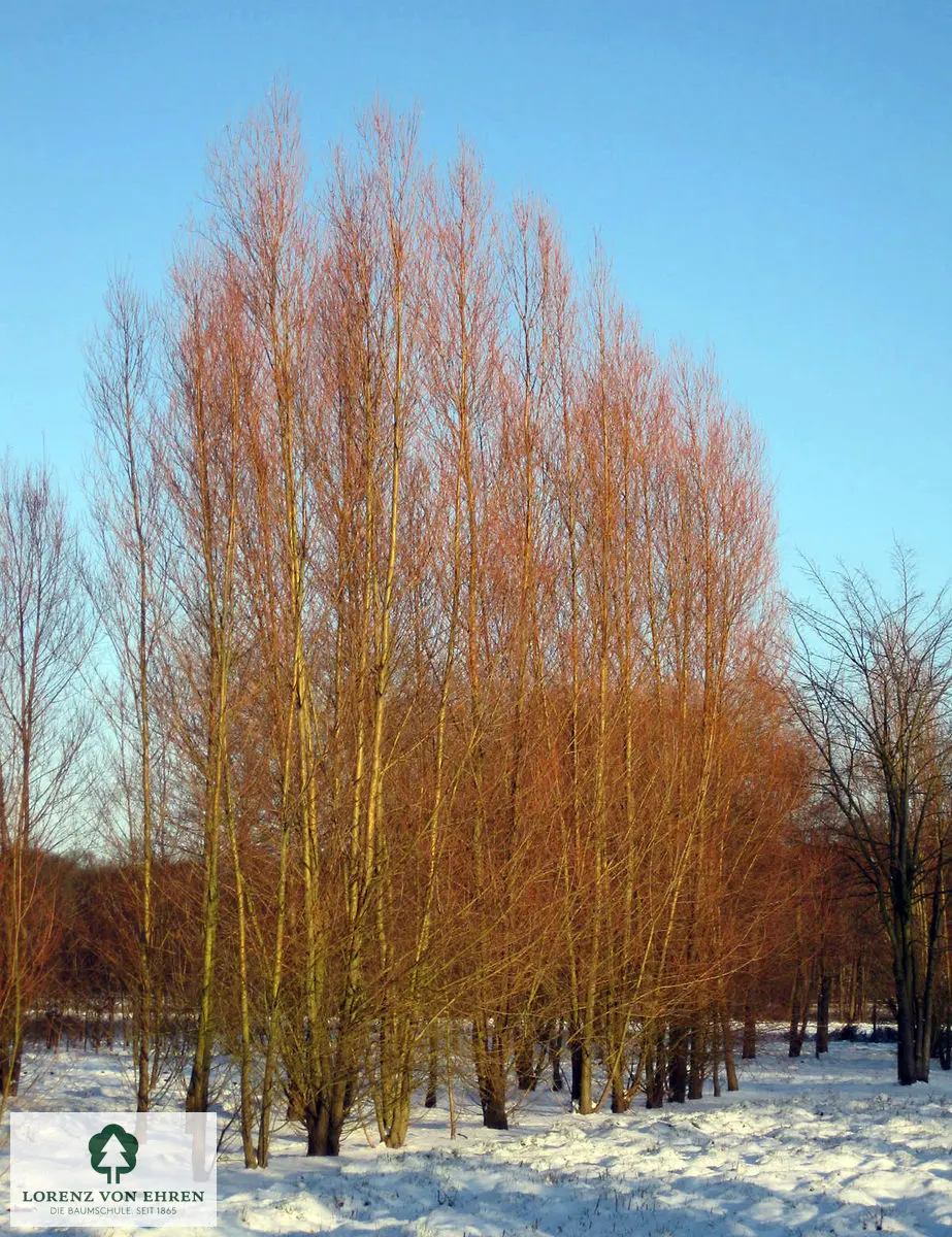 Salix alba 'Chermesina'