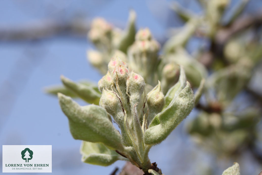 Pyrus communis 'Gräfin von Paris'