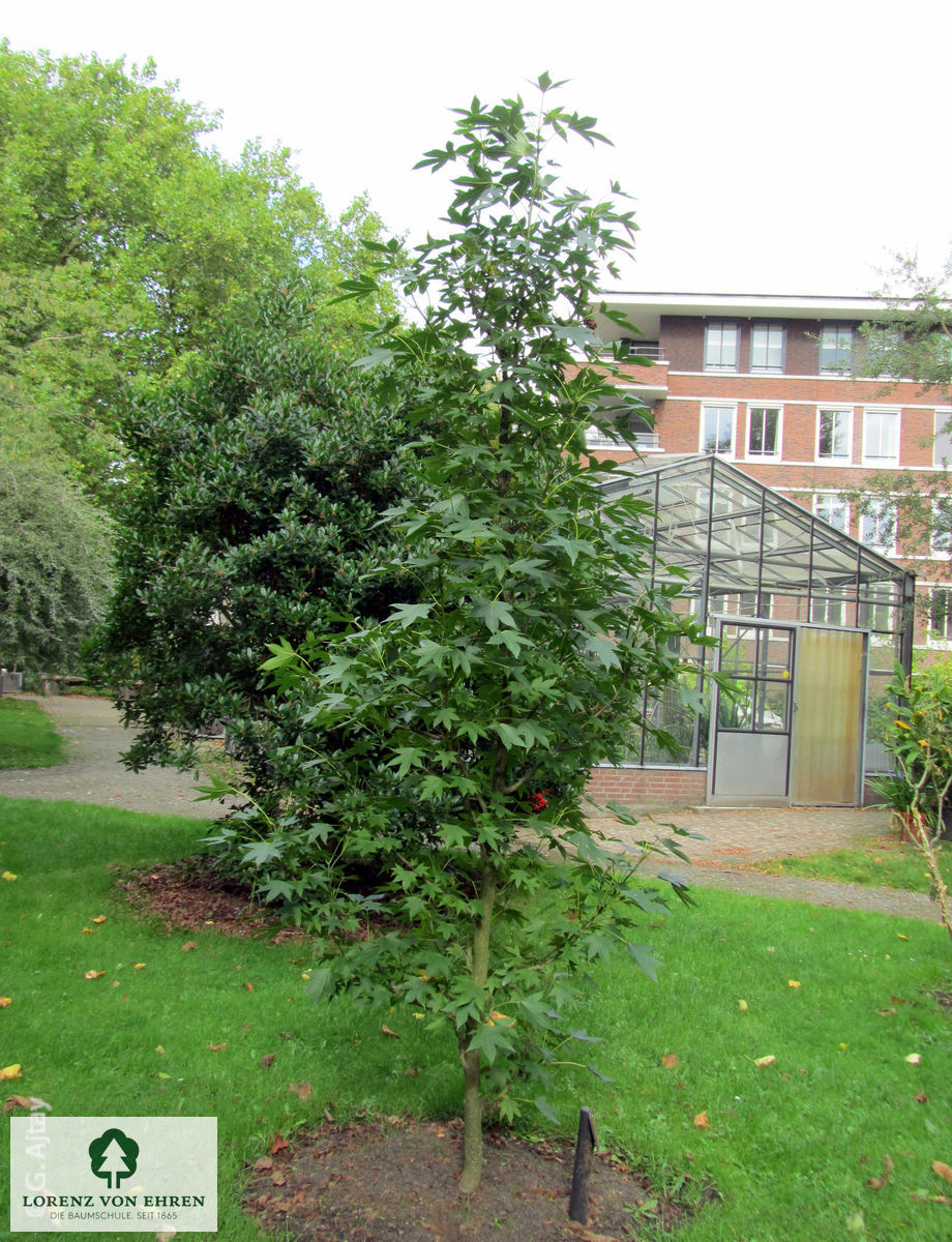 Liquidambar styraciflua 'Paarl'