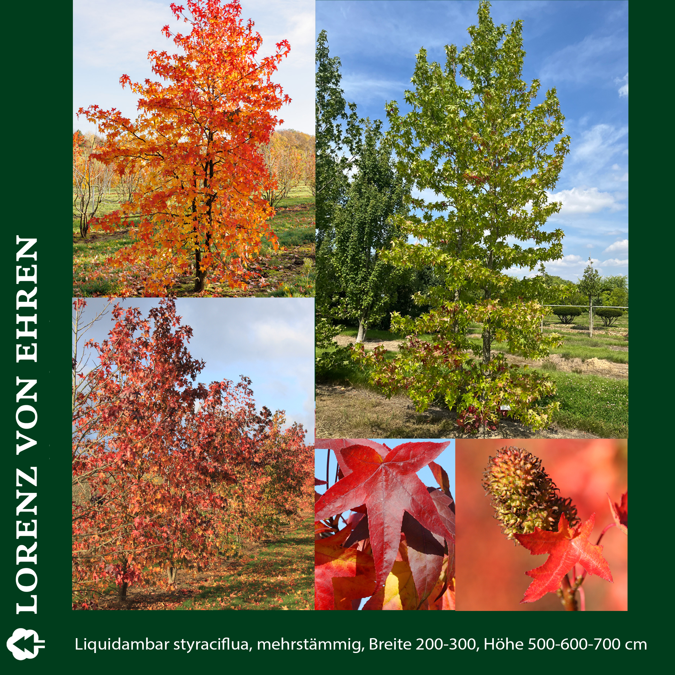 Baum mit rotem Blatt