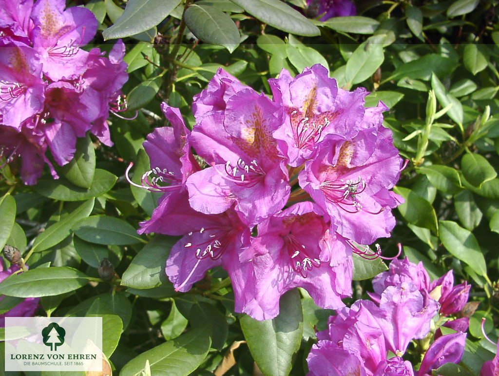 Rhododendron Hybride 'Lee's Dark Purple'