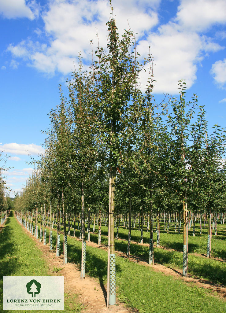 Pyrus communis 'Köstliche Von Charneu'