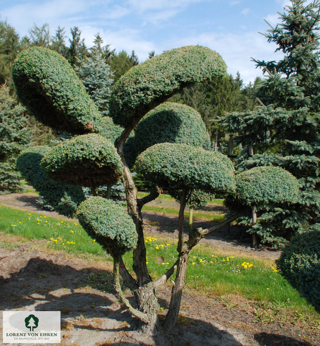 Juniperus chinensis 'Blue Alps'