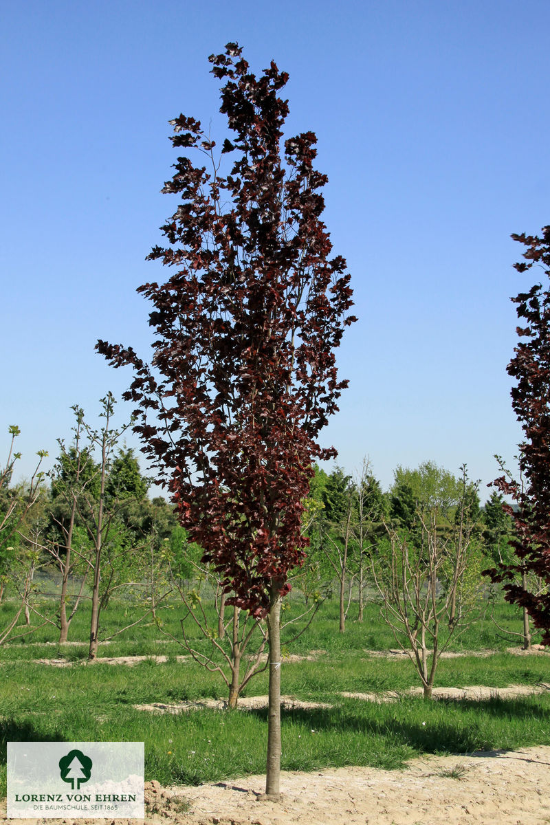 Fagus sylvatica 'Dawyck Purple'