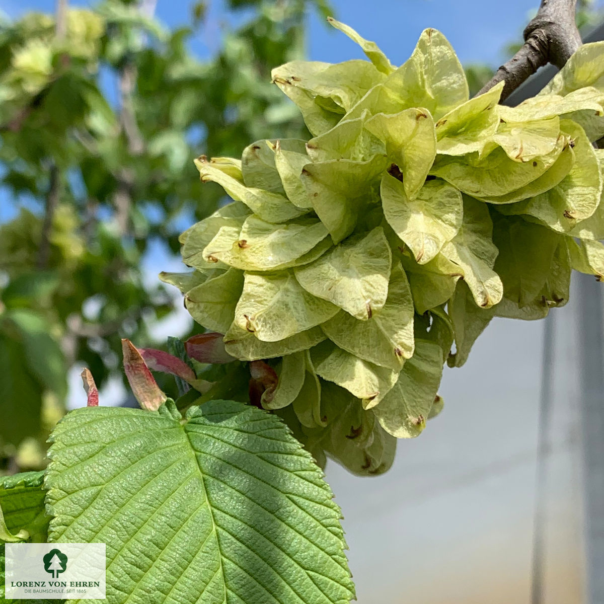 Ulmus glabra 'Pendula'