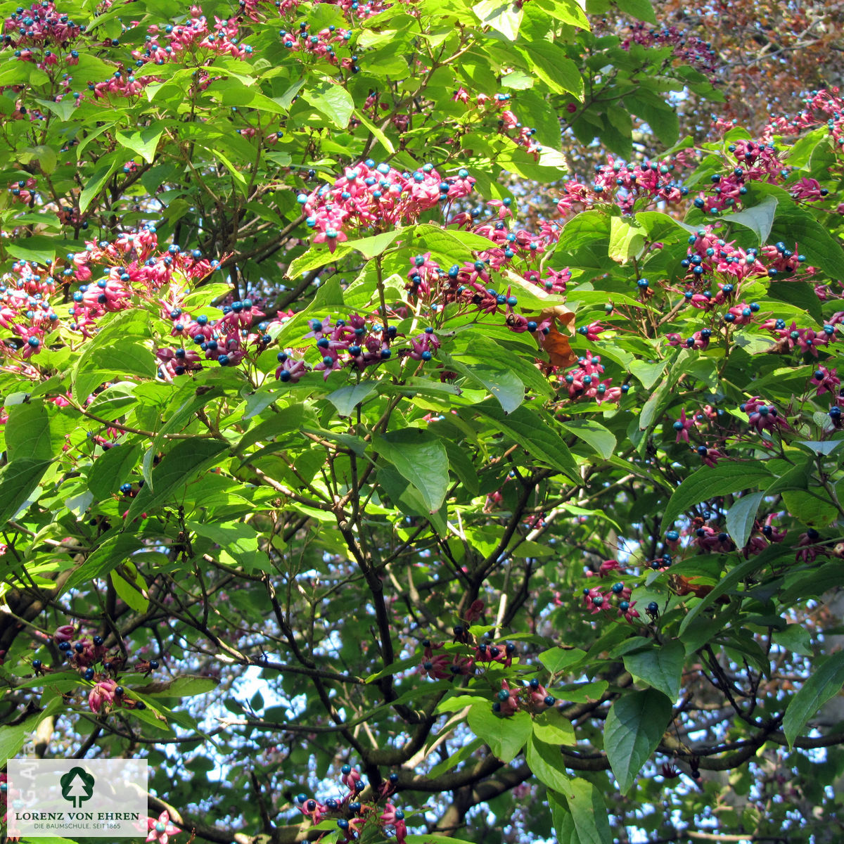 Clerodendrum trichotomum fargesii