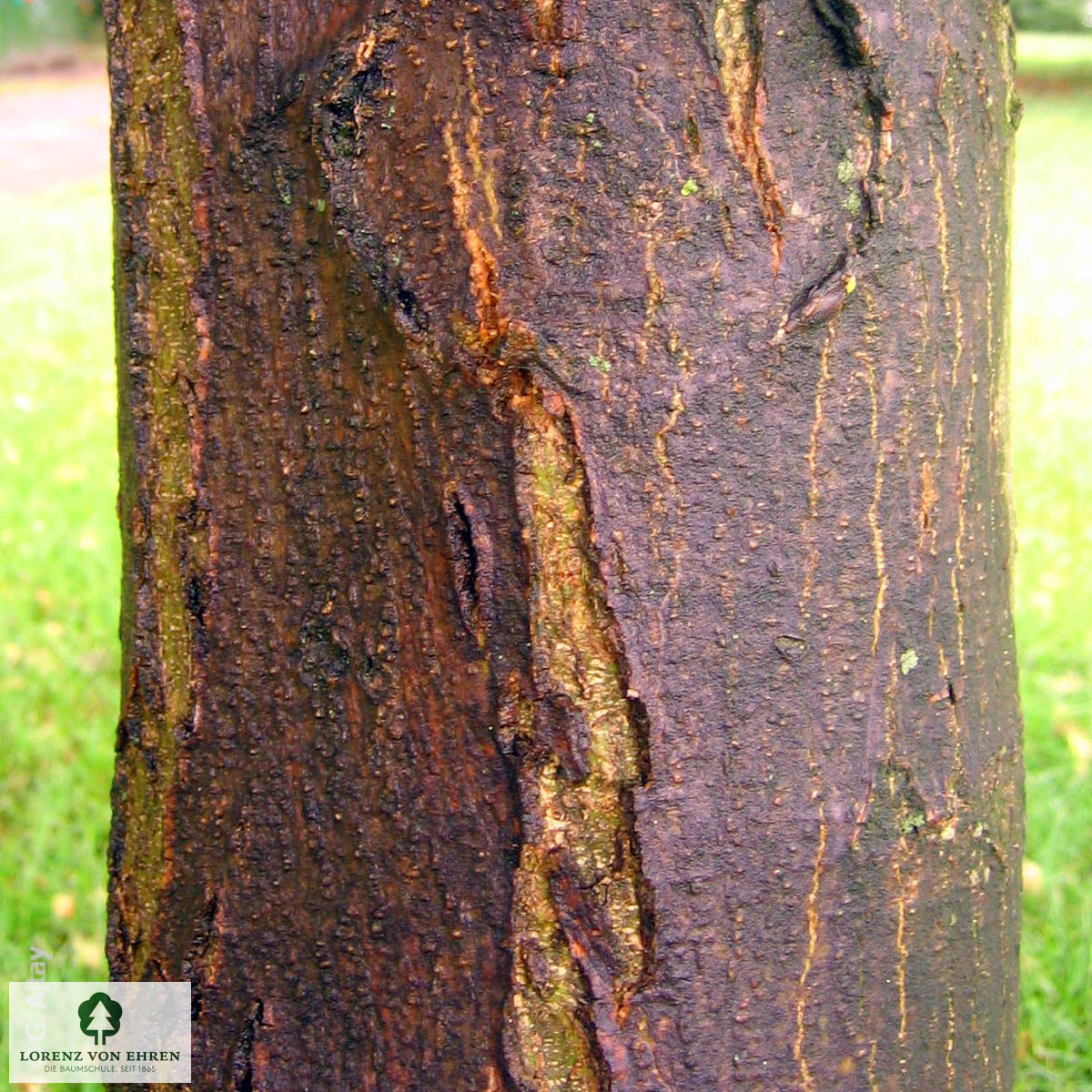 Albizia julibrissin