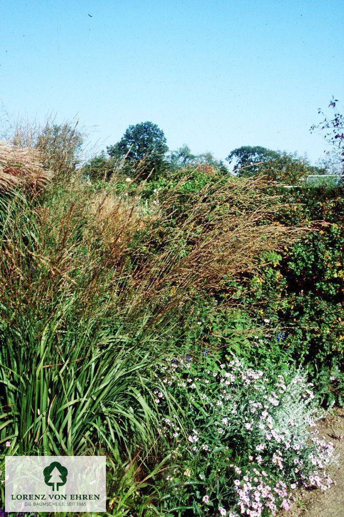 Molinia arundinacea 'Karl Foerster'